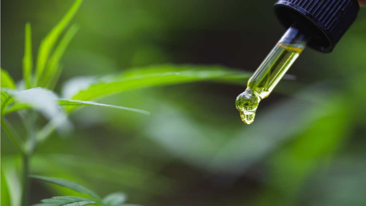 can cbd oil help you lose weight